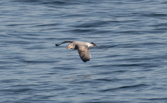 Larus argentatus