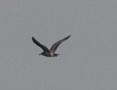 Larus argentatus