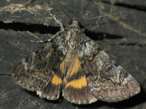 Oak Yellow Underwing