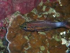 Cheilodipterus macrodon