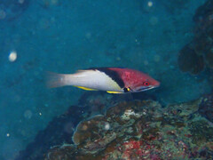 Bodianus mesothorax