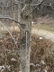 Fraxinus nigra