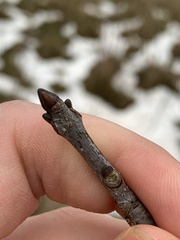 Fraxinus nigra
