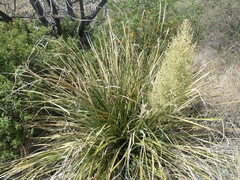 Nolina erumpens