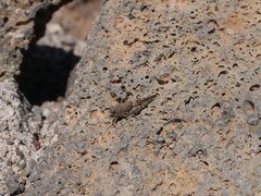 Sphingonotus fuerteventurae