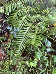 Polypodium glycyrrhiza