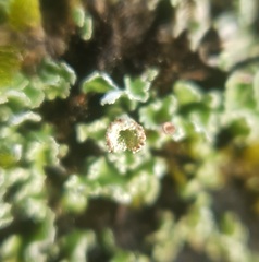 Cladonia