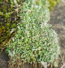 Cladonia