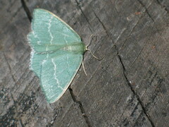 Chlorissa viridata