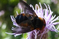 Phasia hemiptera