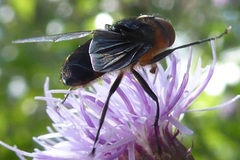 Phasia hemiptera