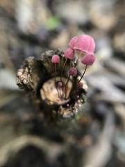 Marasmius haematocephalus