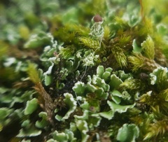 Cladonia