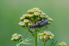 Stenocorus meridianus