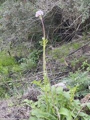 Valeriana italica
