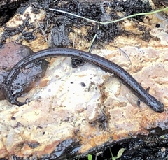 Batrachoseps gavilanensis