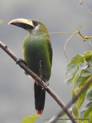 Aulacorhynchus prasinus