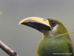 Aulacorhynchus prasinus