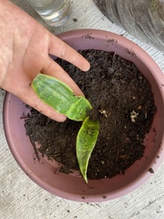 Sansevieria trifasciata