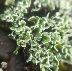 Cladonia