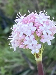 Valeriana italica