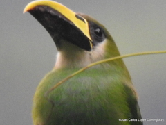 Aulacorhynchus prasinus