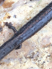 Batrachoseps gavilanensis