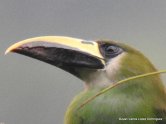 Aulacorhynchus prasinus