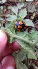 Botanochara angulata