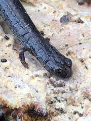 Batrachoseps gavilanensis