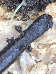 Batrachoseps gavilanensis