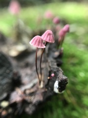 Marasmius haematocephalus