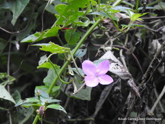 Arthrostemma ciliatum