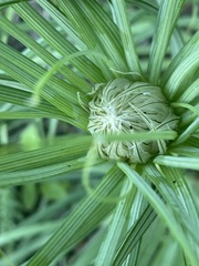 Asphodeline lutea