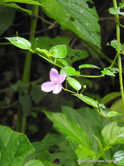 Arthrostemma ciliatum