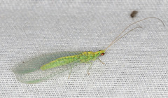 Apertochrysa edwardsi