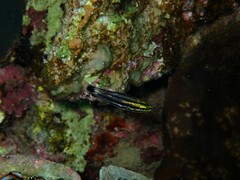 Cheilodipterus macrodon