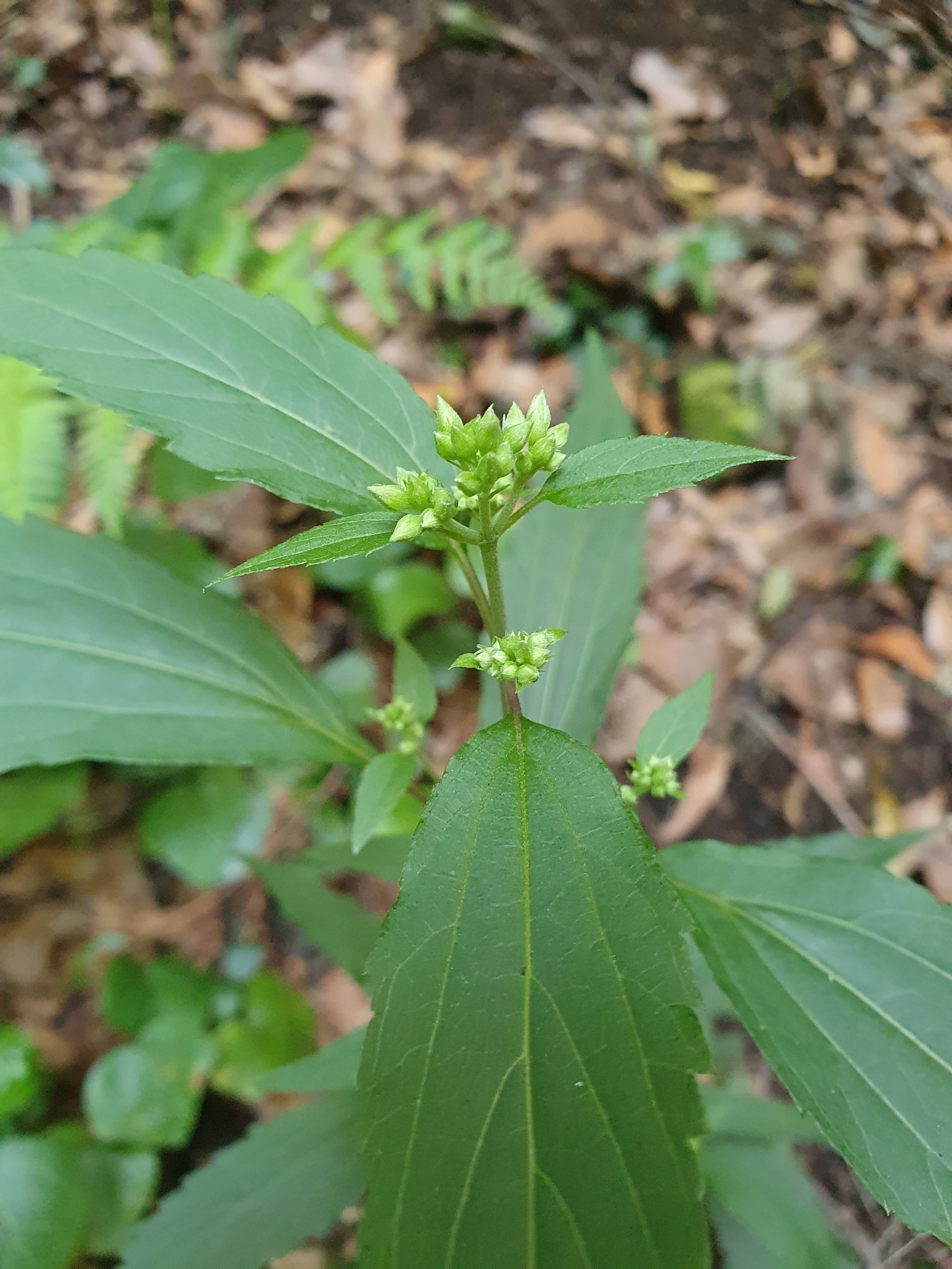 Ageratina riparia