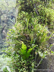 Prosthechea ochracea