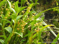 Prosthechea ochracea