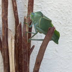 Stilpnochlora azteca