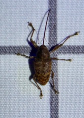 Curculio