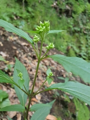 Ageratina riparia image