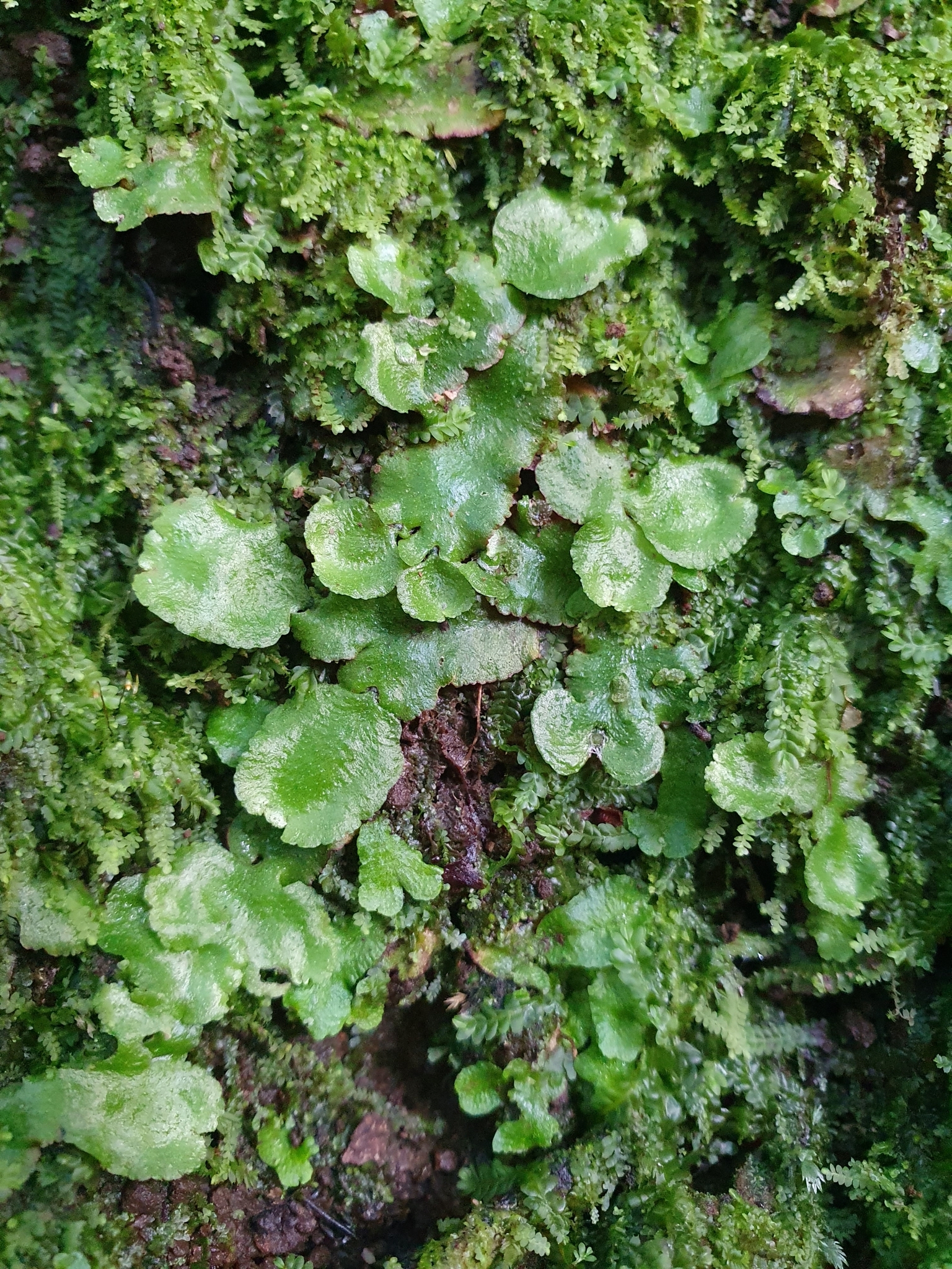 Hepática hemisférica