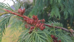 Thuja plicata