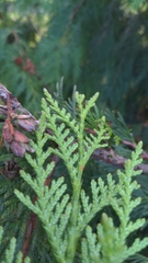 Thuja plicata