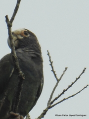Pionus senilis