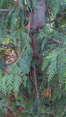 Thuja plicata