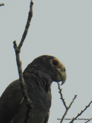 Pionus senilis