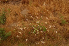 Raphanus raphanistrum raphanistrum